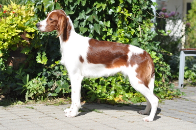 , Irish Setter - Hündin