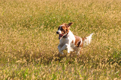 , Irish Setter - Hündin