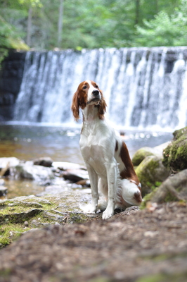 , Irish Setter - Hündin