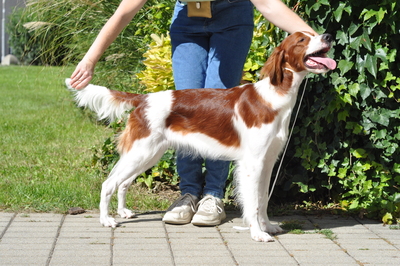 , Irish Setter - Hündin
