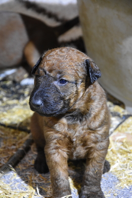 Irish Terrier Welpen - Hündin
