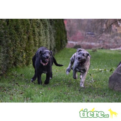 Irish Wolfhound Welpen - Rüde 2