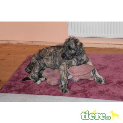Irish Wolfhound Welpen - Rüde