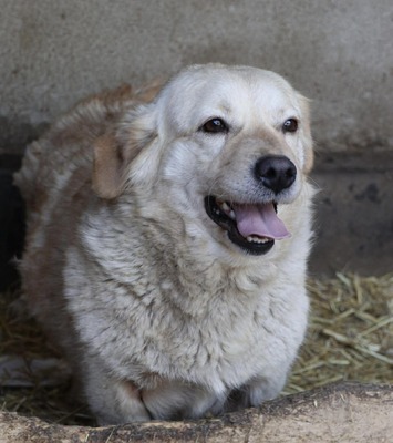 Irma, Mischling - Hündin