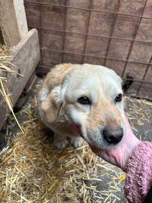 Irma, Mischling - Hündin