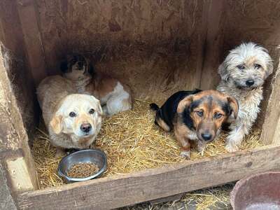 Irma, Mischling - Hündin