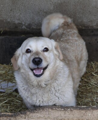 Irma, Mischling - Hündin