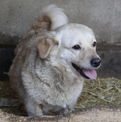 Irma, Mischling - Hündin