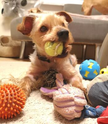 Iroy, Yorkiemischling - Rüde