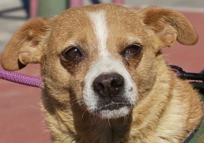 Isabel, Mix - Hündin