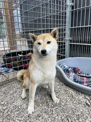 Isako, Shiba Inu - Hündin