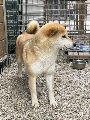 Isako, Shiba Inu - Hündin