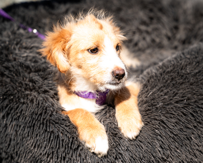 Isana, mischling Welpen - Hündin