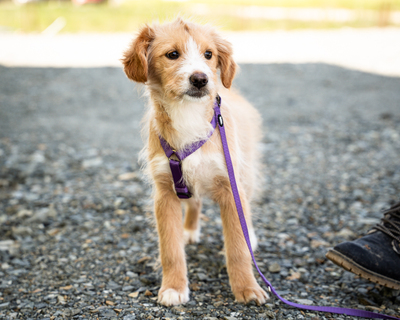 Isana, mischling Welpen - Hündin