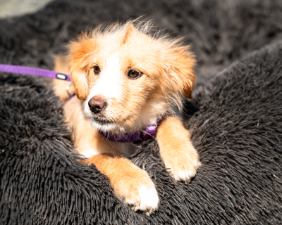 Isana, mischling Welpen - Hündin