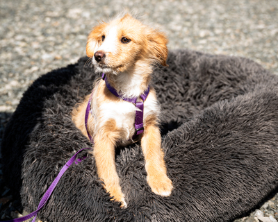 Isana, mischling Welpen - Hündin