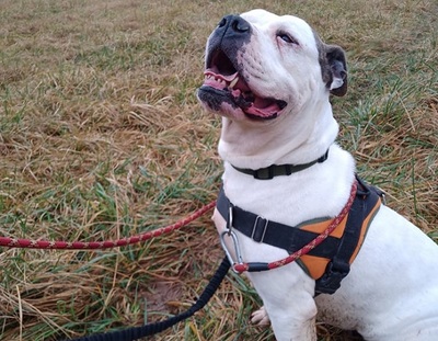 Isis Am. Bulldog Hündin sucht dringend ein Zuhause, American Bulldog - Hündin