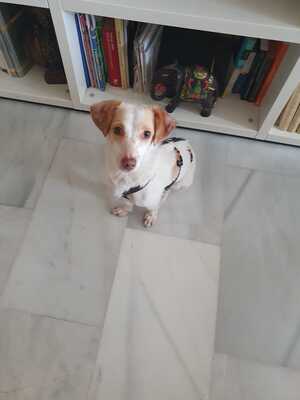 Isis, Mischling - Hündin