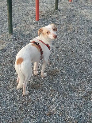 Isis, Mischling - Hündin