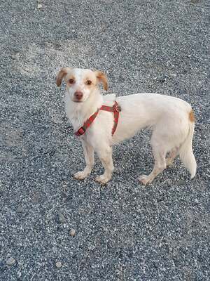 Isis, Mischling - Hündin