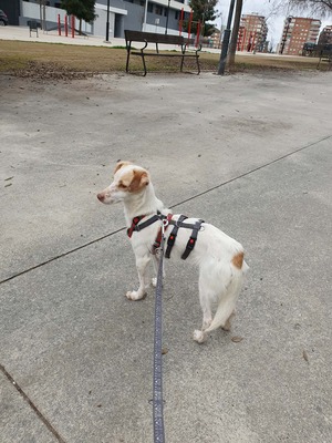 Isis, Mischling - Hündin