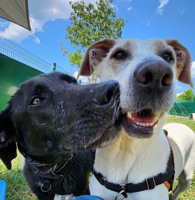 Isis hübsche Labrador Mix Hündin sucht ein Zuhause, Labrador - Hündin