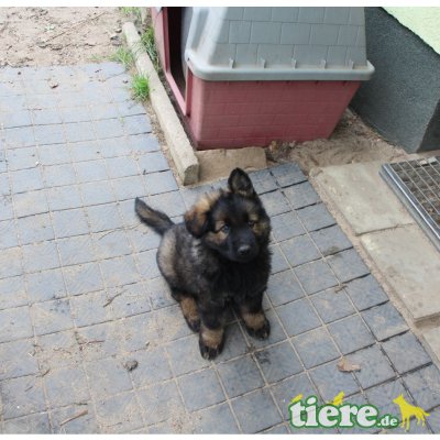 Isko, Altdeutsche Schäferhunde Welpen - Rüde