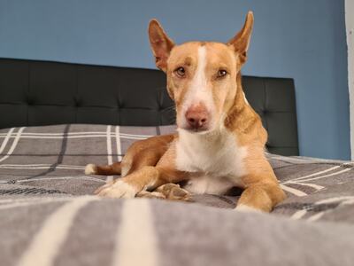 Ismael, Podenco Andaluz - Rüde