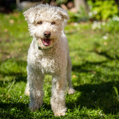 Isolde mit Tristan, Puli-Mix - Hündin