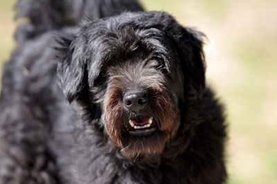 Iszka, Ung.Hütehund und Chow Chow Mischung - Rüde