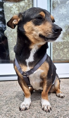 Ivan, Dackel - Pinscher - Mix - Rüde