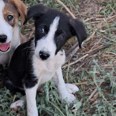 Ivan - ein aufgeweckter Geist mit einer großen Portion Charme / Reserviert, Mischling - Rüde