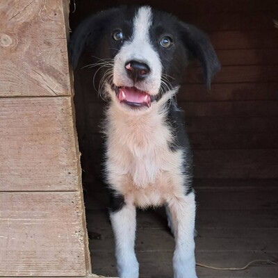 Ivan - ein aufgeweckter Geist mit einer großen Portion Charme / Reserviert, Mischling - Rüde