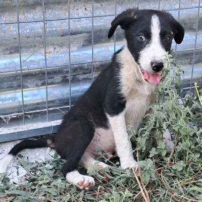 Ivan - ein aufgeweckter Geist mit einer großen Portion Charme / Reserviert, Mischling - Rüde
