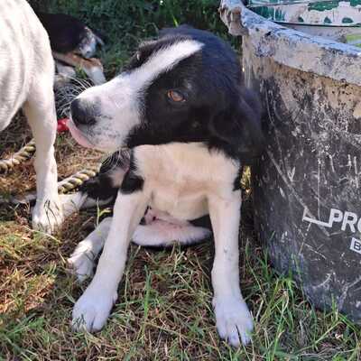 Ivan - ein aufgeweckter Geist mit einer großen Portion Charme / Reserviert, Mischling - Rüde