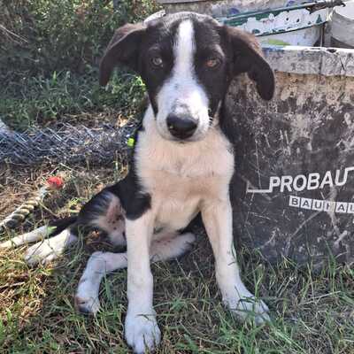 Ivan - ein aufgeweckter Geist mit einer großen Portion Charme / Reserviert, Mischling - Rüde