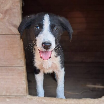 Ivan -  einn aufgeweckter Geist mit einer großen Portion Charme