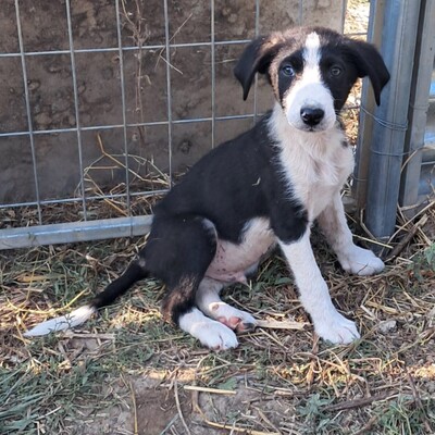 Ivan - einn aufgeweckter Geist mit einer großen Portion Charme, Mischling - Rüde