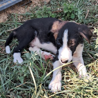 Ivan - einn aufgeweckter Geist mit einer großen Portion Charme, Mischling - Rüde