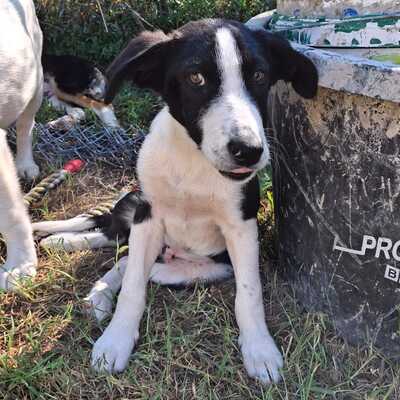 Ivan - einn aufgeweckter Geist mit einer großen Portion Charme, Mischling Welpen - Rüde