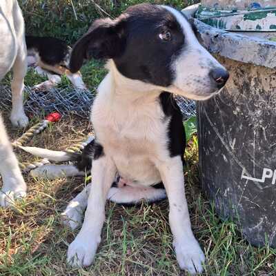 Ivan - einn aufgeweckter Geist mit einer großen Portion Charme, Mischling Welpen - Rüde