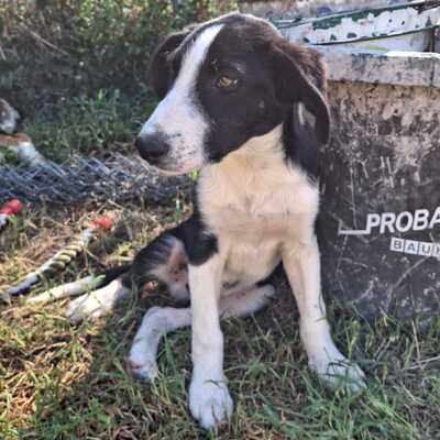 Ivan - einn aufgeweckter Geist mit einer großen Portion Charme / Vorgemerkt, Mischling - Rüde