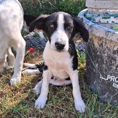 Ivan - einn aufgeweckter Geist mit einer großen Portion Charme / Vorgemerkt, Mischling - Rüde