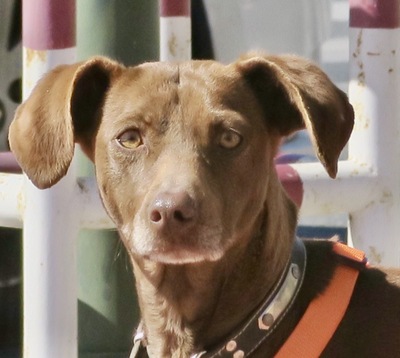 Ivanka, Podenco Andaluz Mix - Hündin