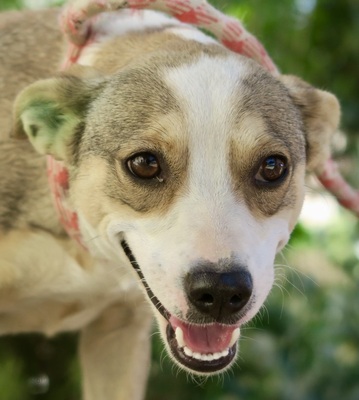 Ivanna, MIX - Hündin