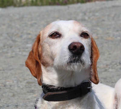 Ivory, mischling - Hündin