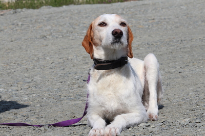 Ivory, mischling - Hündin