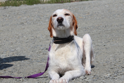 Ivory, mischling - Hündin