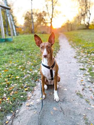 Ivy, Podenco-Mix - Hündin
