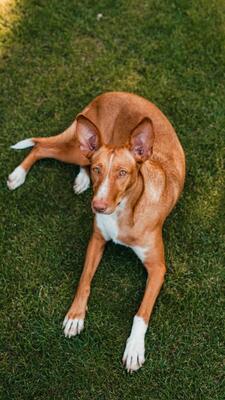 Ivy, Podenco-Mix - Hündin